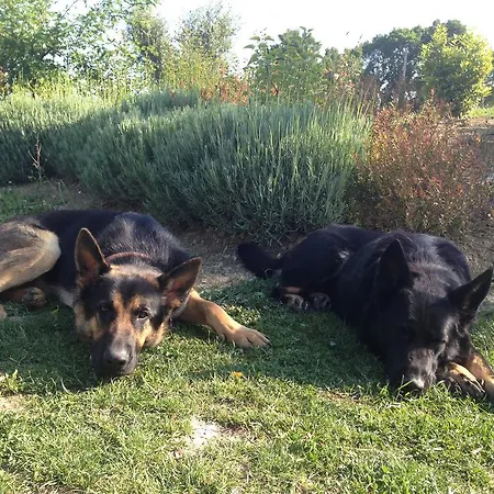 מלון La Pace Belforte allʼIsauro